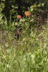 Fewflowered milkweed